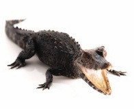 Buy an alligator caiman