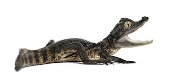 alligators for sale online