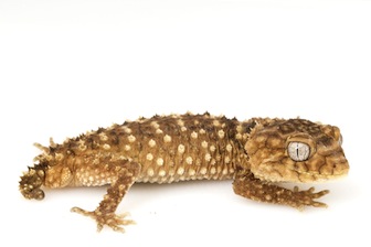 Geckos for sale online