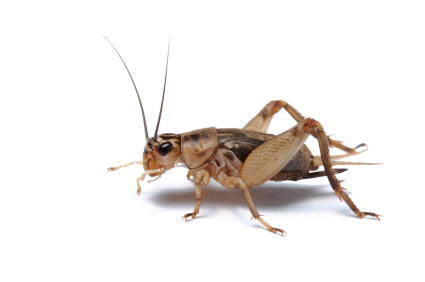 feeder-crickets-for-sale.jpg