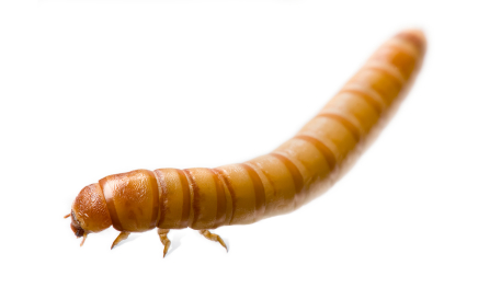 mealworms-for-sale.jpg