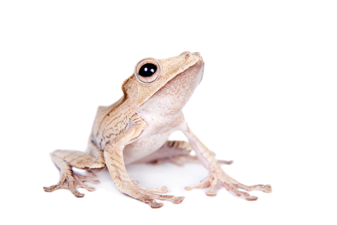 [http://www.backwaterreptiles.com/images/frogs/borneo-eared-frog-for-sale.jpg]