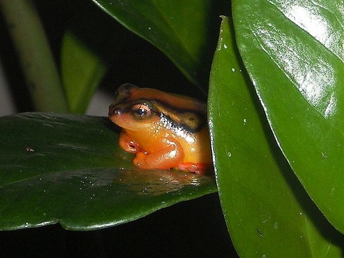 African Golden Sedge Frog for sale