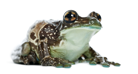 Amazon Milk Frog for Sale - Reptiles for Sale