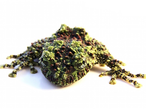 Mossy frog for sale - Theloderma bicolor