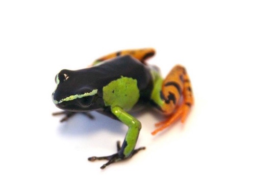 Painted mantella for sale - madagascariensis