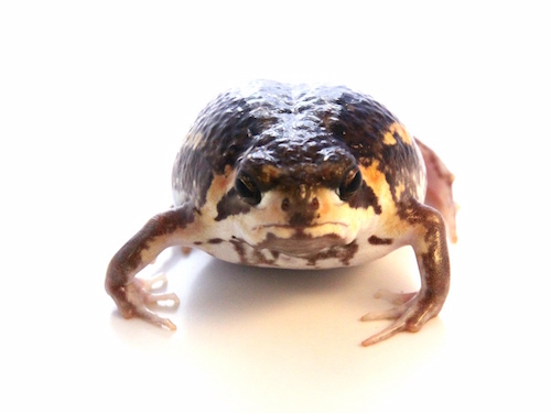 Rain Frog for Sale - Reptiles for Sale