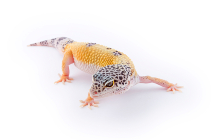 Leopard gecko morphs for sale
