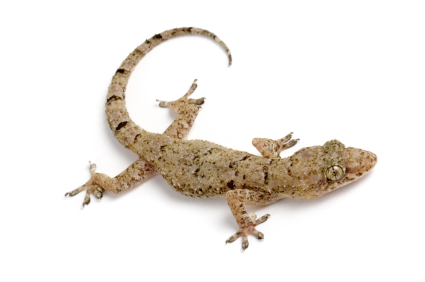 House gecko for sale