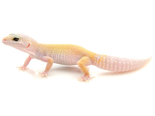 Leucistic Leopard gecko for sale
