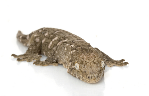  Houses  Sale on New Caledonian Giant Gecko For Sale   Rhacodactylus Leachianus