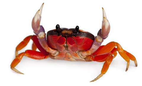 halloween-crab-for-sale.jpg