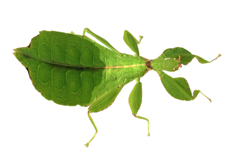 leaf-insect-for-sale.jpg