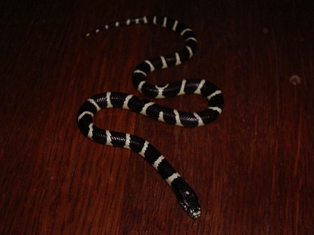 Black  White Striped Dress on Black And White California King Snake For Sale
