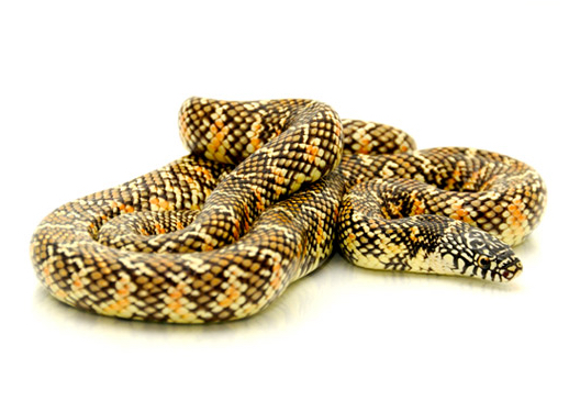 Brooks King snake for sale