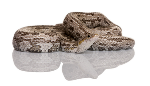 Bairds Rat Snake for Sale