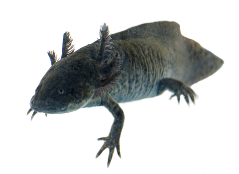 axolotl-for-sale.jpg