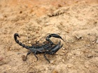 Buy a Forest Scorpion