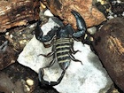 Buy an Olive Keeled Flat Rock Scorpion