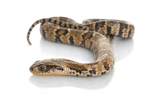False Water Cobra for sale - Pseudoxenodon macrops