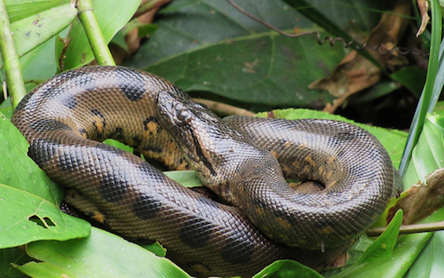 Green Anaconda Snake | animalgals