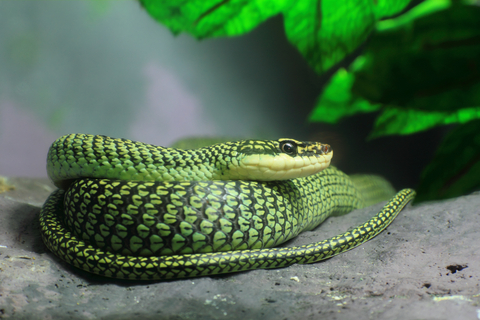 Ornate Snake