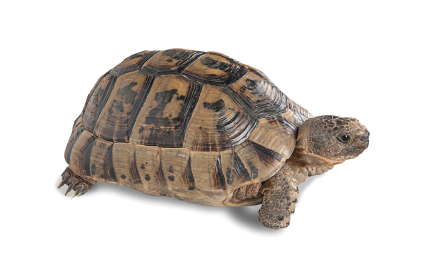 spur-thighed-greek-tortoise-for-sale.jpg