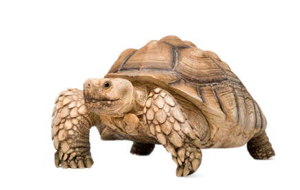 African Spurred Giant Tortoise Diet