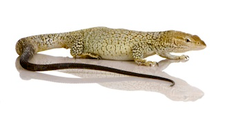 buy-monitor-lizards-for-sale.png