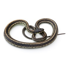 Garter snakes for sale