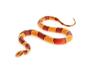 Rat snakes for sale