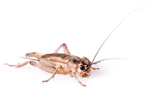 Feeder insects for sale