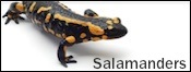 salamanders for sale