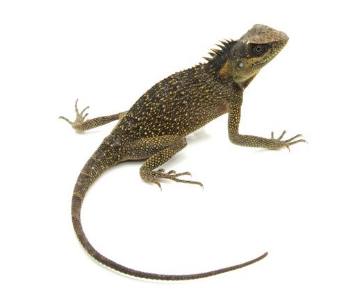 Mountain Horn Lizard For Sale Reptiles For Sale,Wafer Cookies Dipped In Chocolate