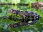 Buy a Smooth Fronted Caiman