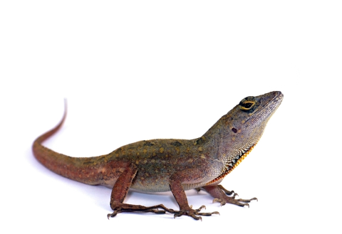 Brown anole for sale