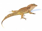 Buy a Crested anole