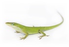 Buy a Green anole