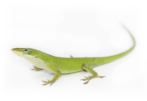 green-anole-for-sale.jpg