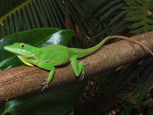 Buy a White lipped Anole