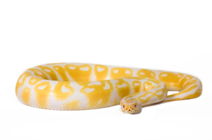 Albino Ball python for sale
