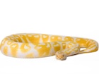 Buy an albino Ball python