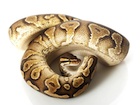 Buy a Yellow Bellied Ball python