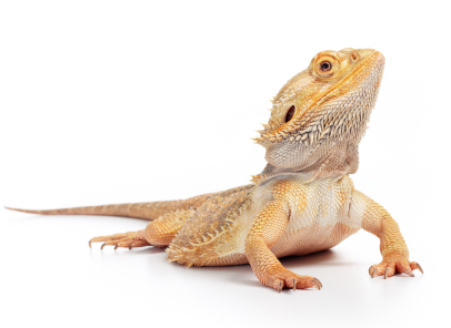 Bearded Dragon for sale