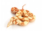 Buy an Albino Columbian boa snake
