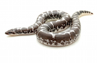 Buy a black and white kenyan sand boa