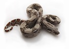 Buy a Columbian boa snake