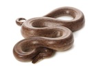 Buy a Columbian Rainbow boa