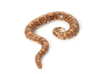 Buy an Egyptian sand boa