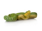 Buy an Emerald tree boa